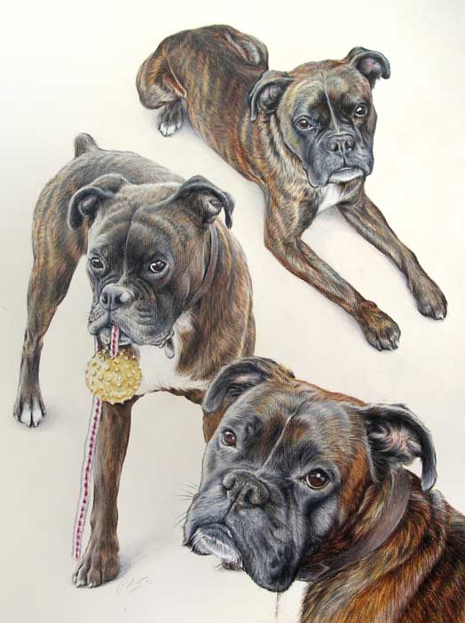 Tableau animalier de Boxer
